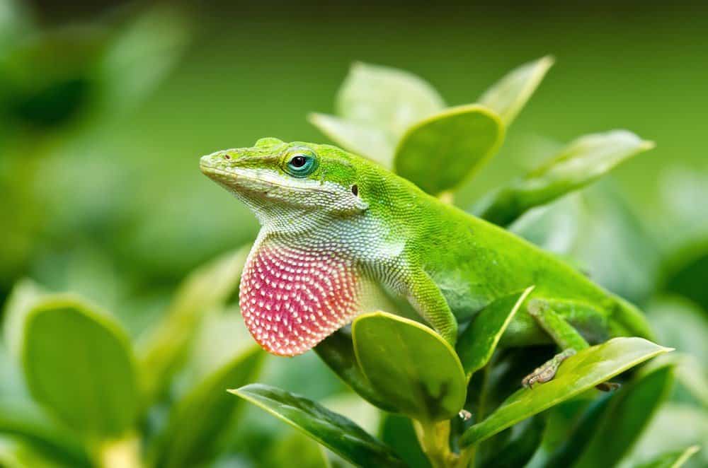 Lucertola verde Anole (Anolis carolinensis) che mostra la sua giogaia rosa brillante