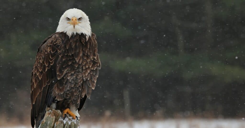 Falco pellegrino contro aquila calva