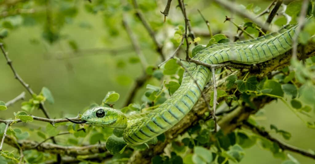 I mamba verdi occidentali sono di un verde brillante verso la testa, passando al giallo o all'arancione sulla coda.