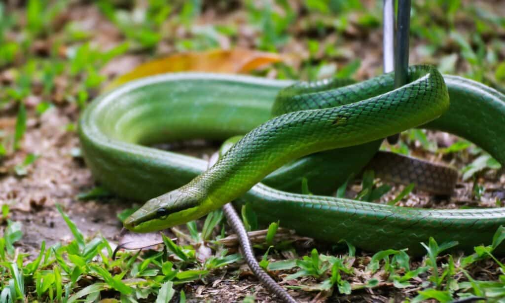 Il serpente di ratto verde varia dal verde chiaro al verde brillante sul dorso.