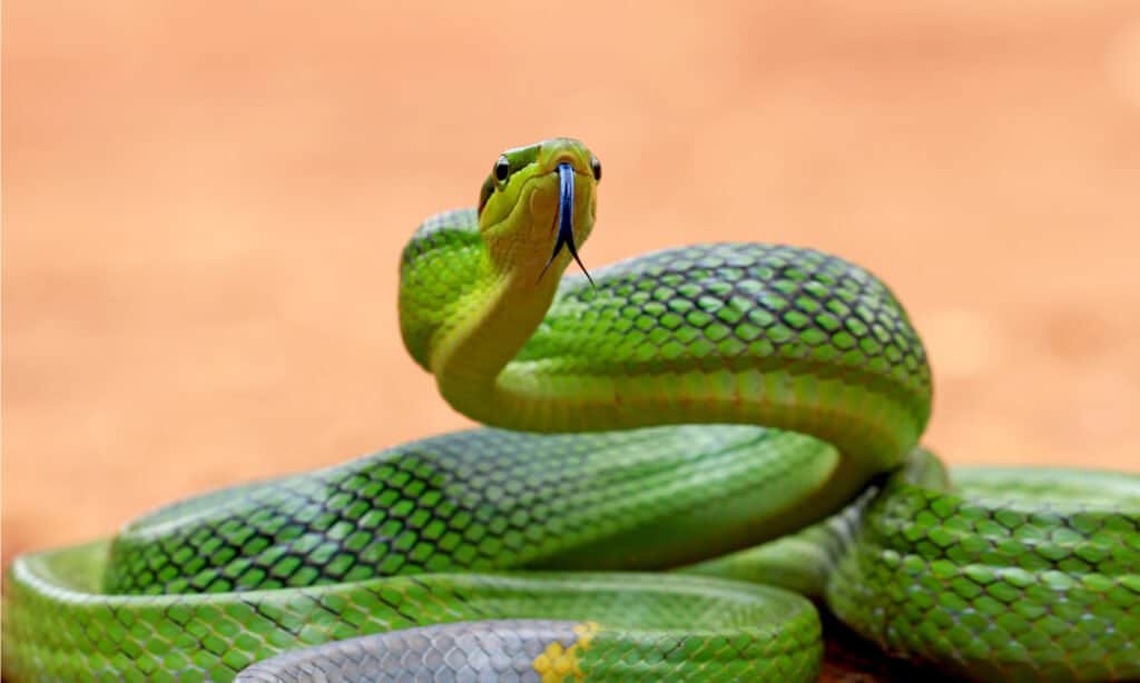 Quando viene minacciato, il serpente di ratto verde si gonfia, facendolo assomigliare alla pericolosa vipera.