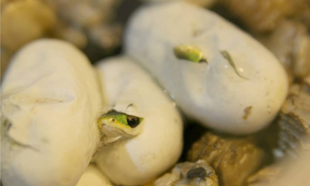 Bambini di serpente ruvido verde che emergono dalle uova