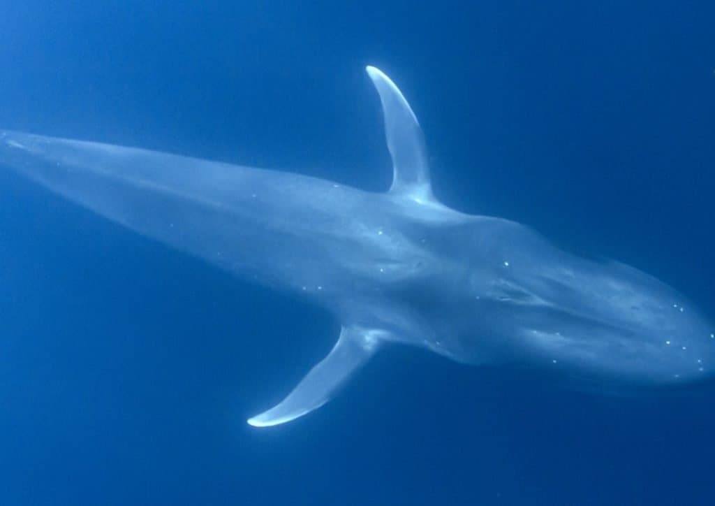 I più grandi animali che abbiano mai camminato sulla terra: la balenottera azzurra