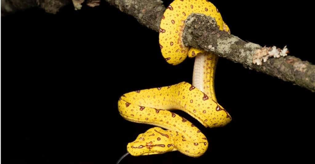 Pitone verde giovanile dell'albero.  Gli adolescenti della specie possono apparire in tonalità che vanno dal giallo neon brillante al rosso mattone.