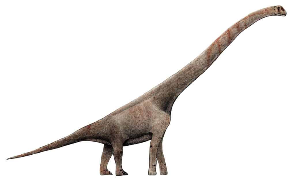 proteli Sauroposeidon