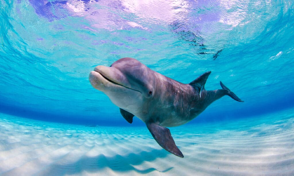 Delfino