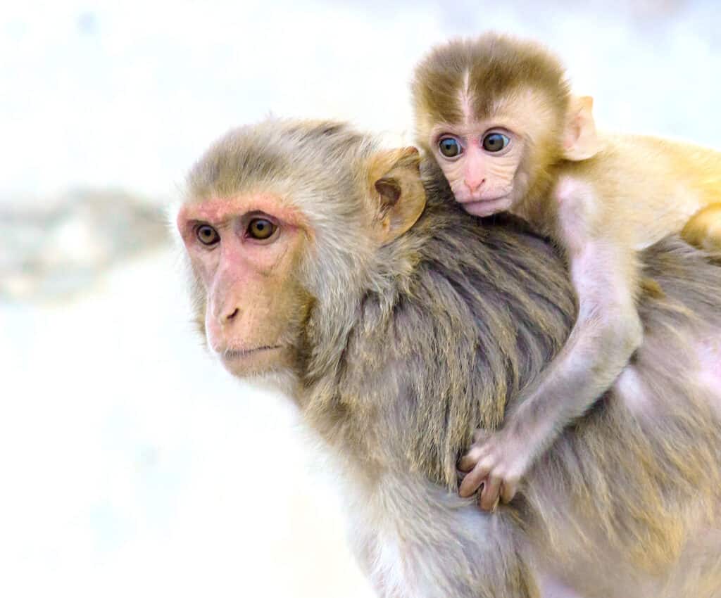 Baby rhesus macaque cavalcare la schiena della madre su sfondo bianco