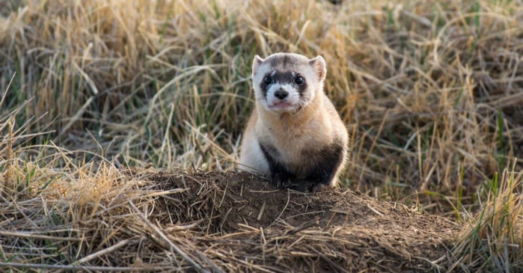 Animali che stanno svegli tutta la notte - Furetto dai piedi neri