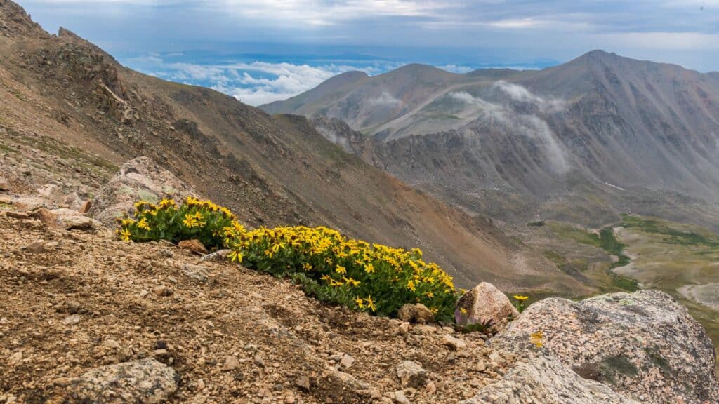 Monte Harvard