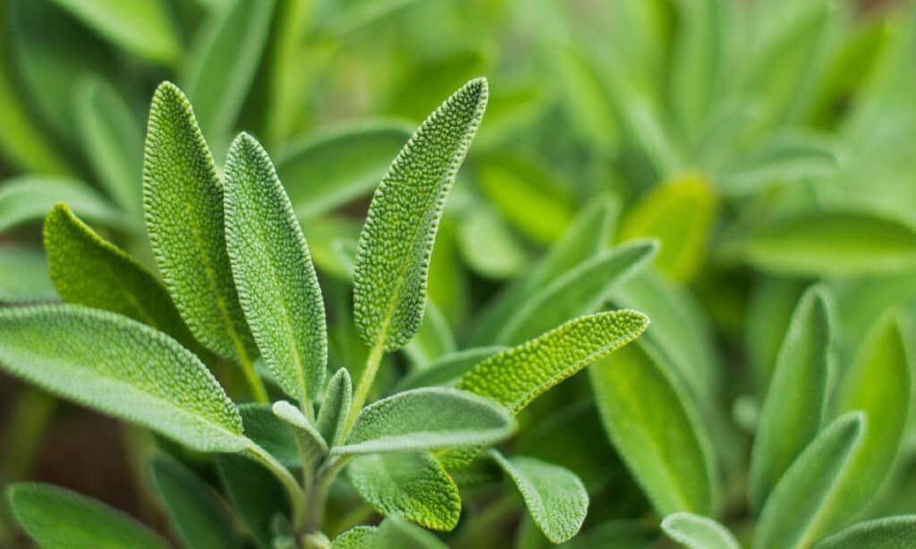 Salvia, Orto, Primo Piano, Erba, Organico