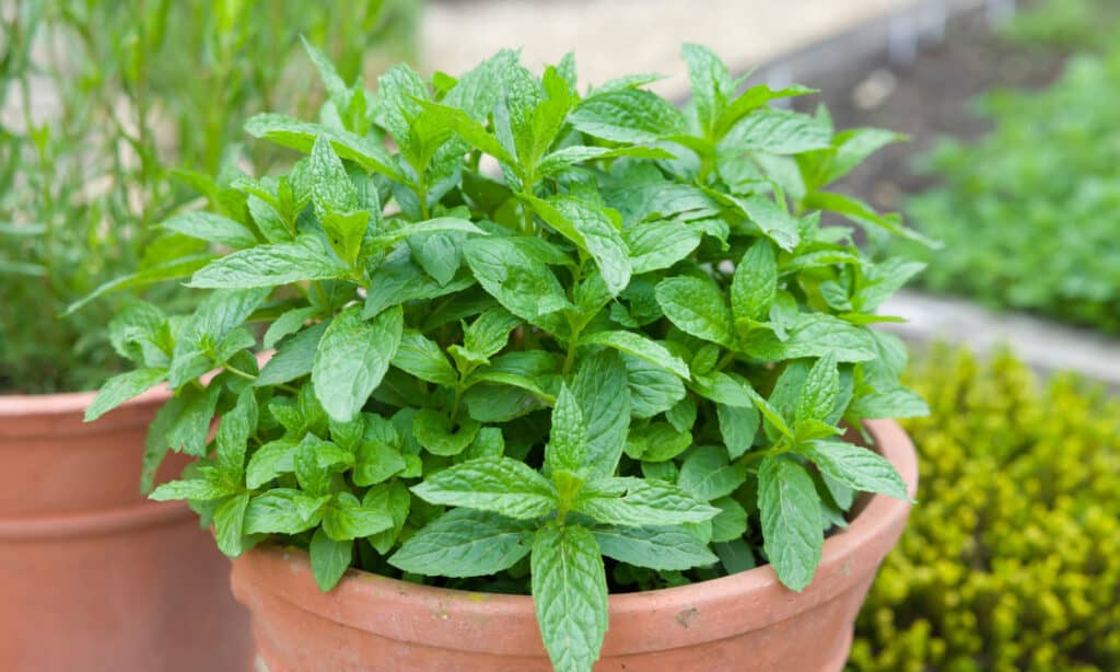 menta