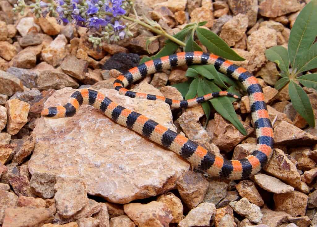 Un serpente di terra occidentale striscia su una roccia nel deserto del Mojave