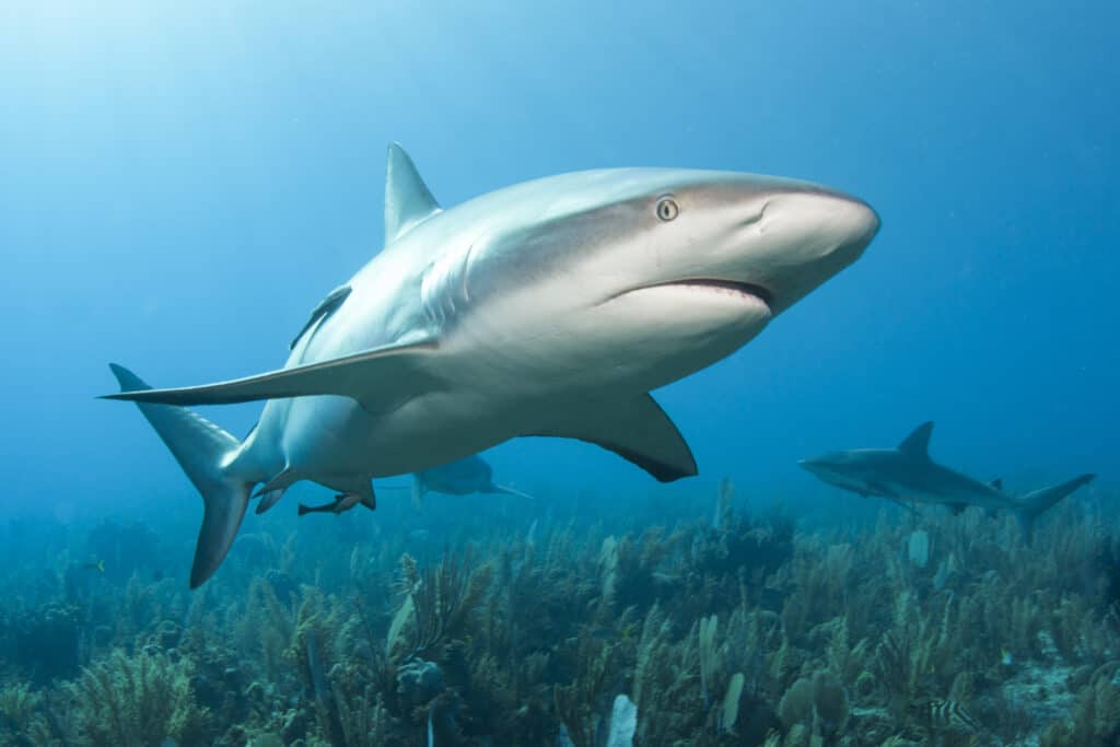 Subacqueo di testate di squalo della barriera corallina