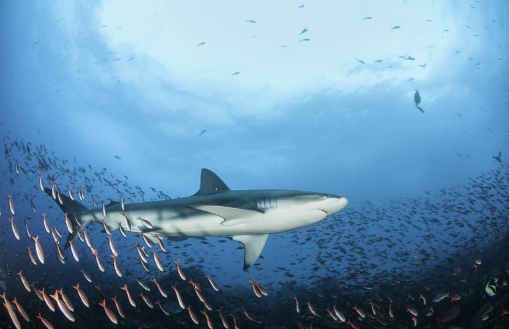 Squalo delle Galapagos che nuota su una barriera corallina