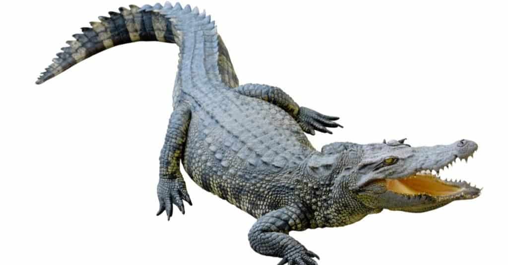 Coccodrillo del Nilo isolato su sfondo bianco.