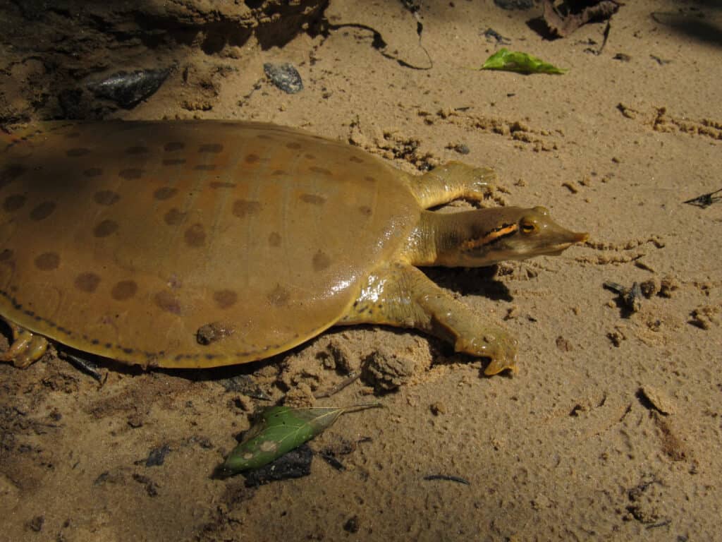 Tartaruga dal guscio molle