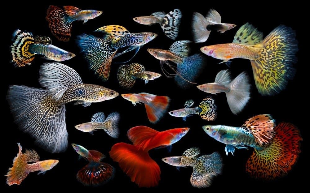 Guppy multi colore, su sfondo nero