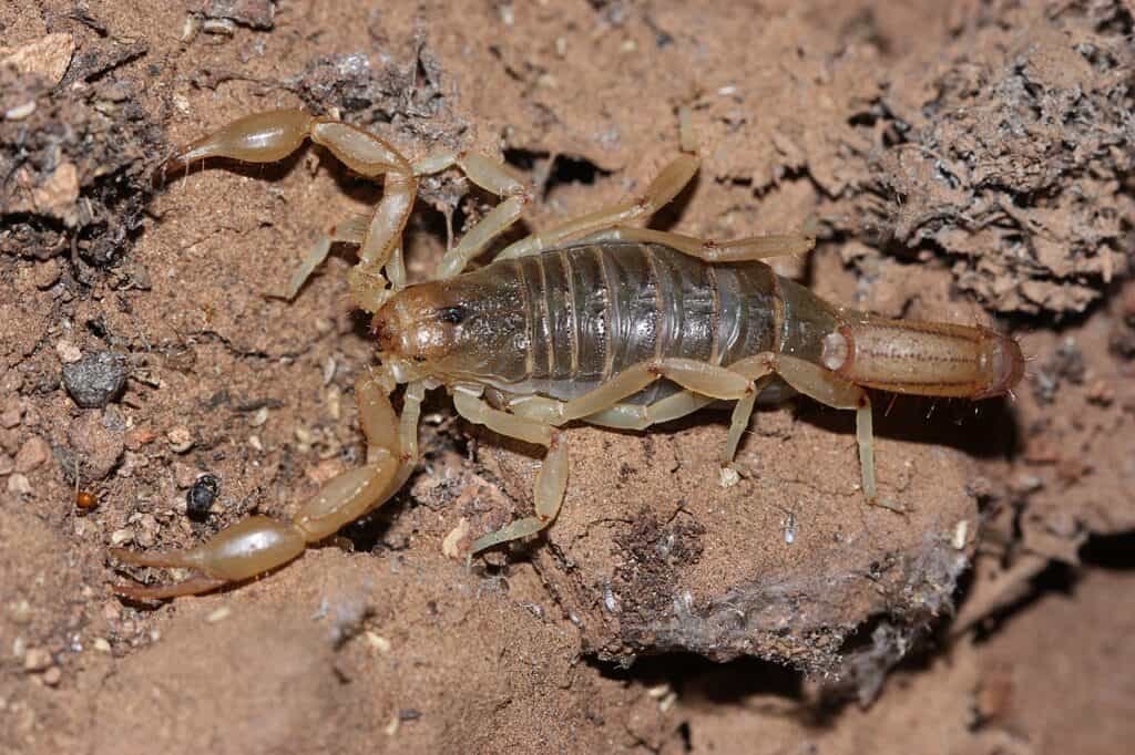 scorpione dalla coda a strisce