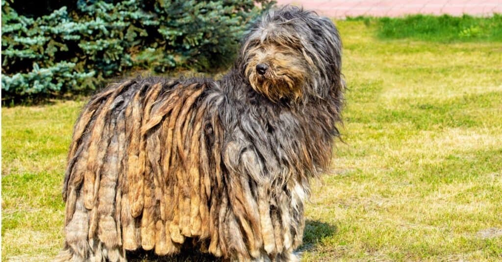 Pastore Bergamasco che guarda dietro di sé all'esterno