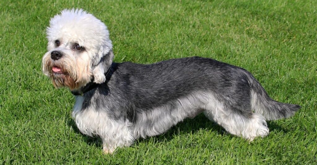 Tipi di cani terrier