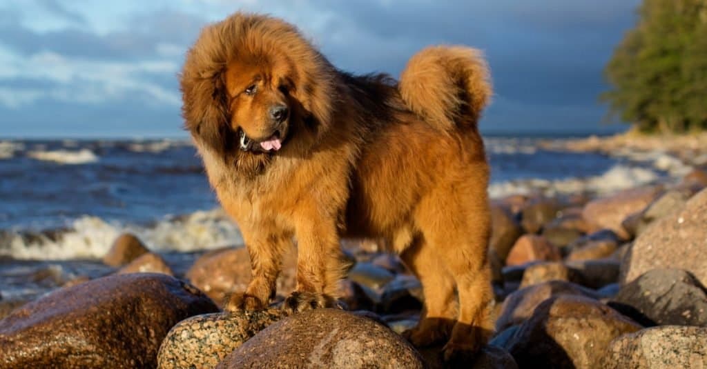 Razze di cani più grandi: mastino tibetano