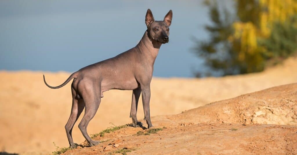 Xoloitzcuintli in piedi sulla duna di sabbia