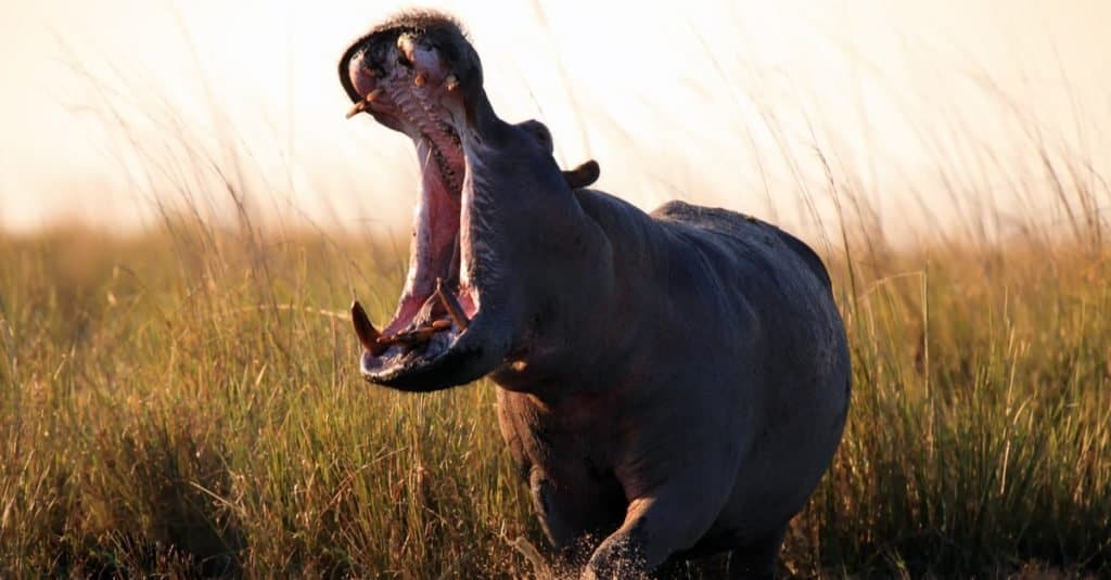 Animale aggressivo: ippopotamo