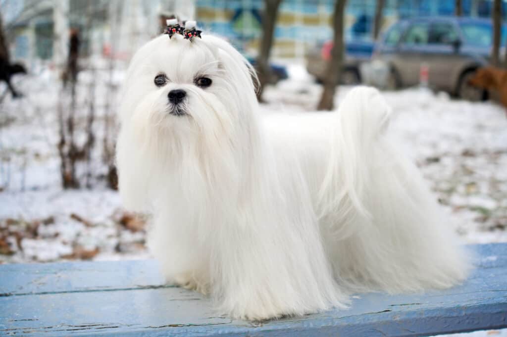 Cane maltese con pelo lungo.