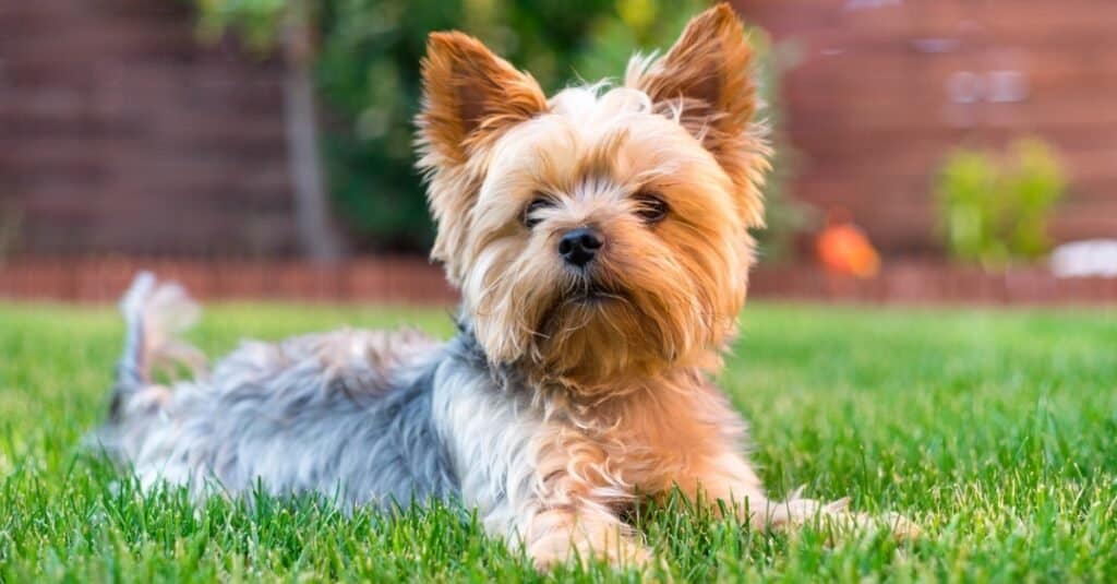 Tipi di cani terrier