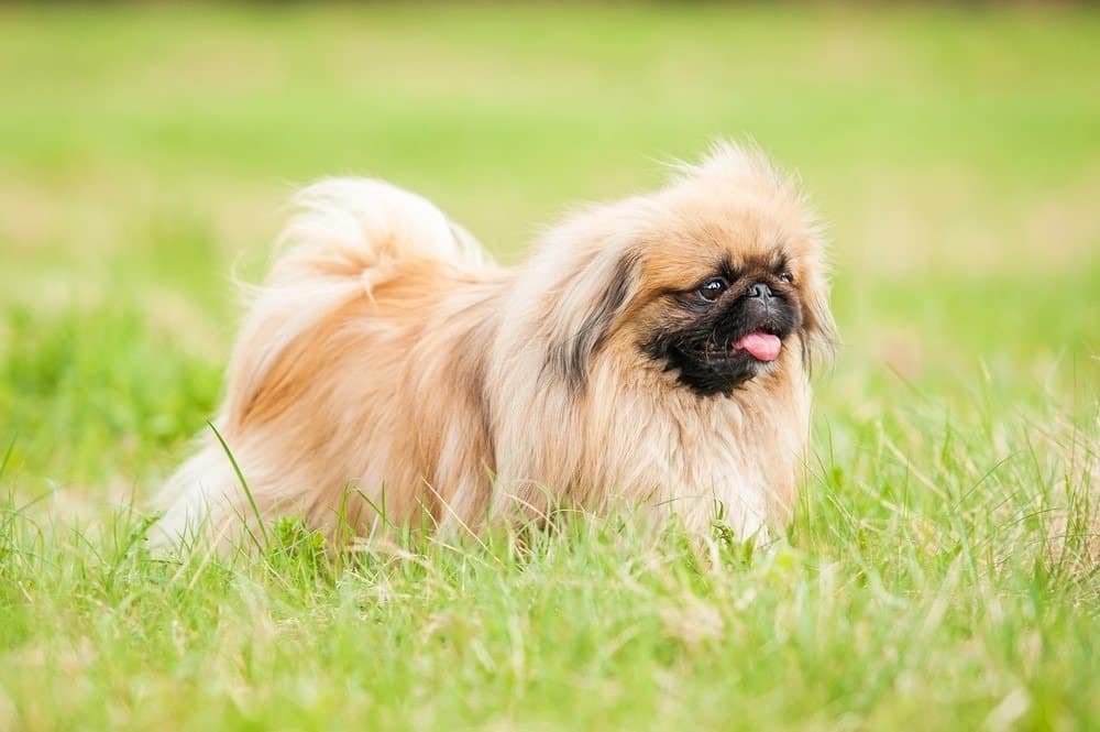 Cane pechinese che cammina all'aperto