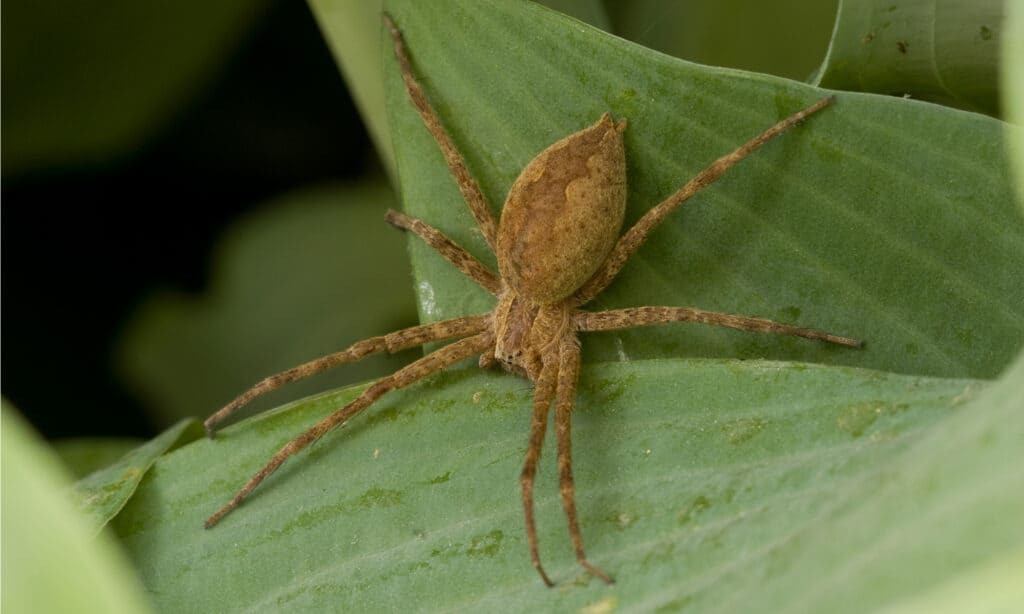 ragnatela americana della scuola materna