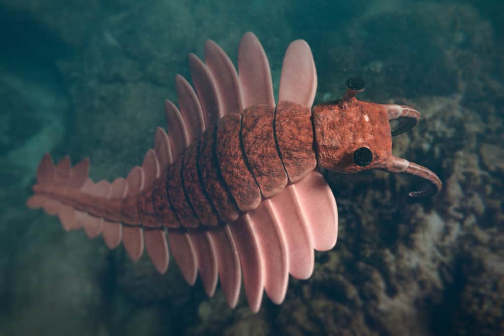 Anomalocaris è stato il primo super predatore della Terra