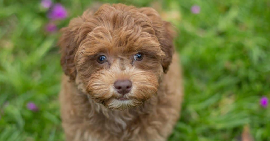 Havapoo contro Maltipoo