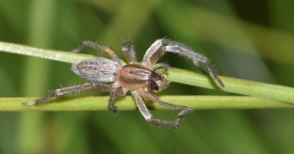Ragno giallo del sacco (Cheiracanthium) con la preda in un albero di pino.  Questi ragni pericolosi sono prolifici di notte e hanno un veleno simile al ragno Brown Recluse, solo una dose più mite.