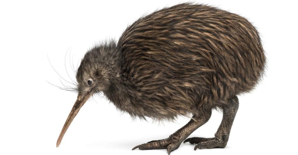 Kiwi marrone dell'Isola del Nord, Apteryx mantelli