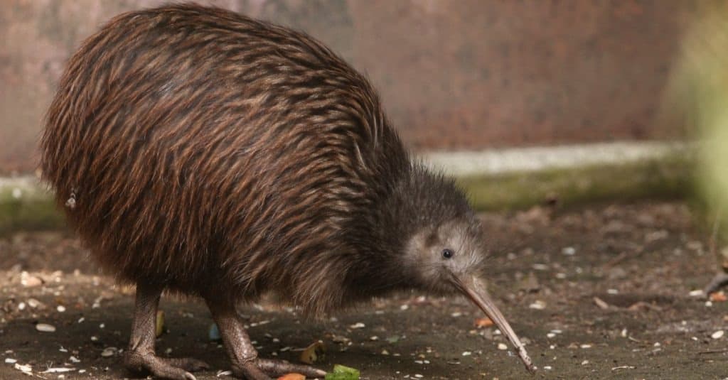Il kiwi marrone dell'Isola del Nord in primo piano