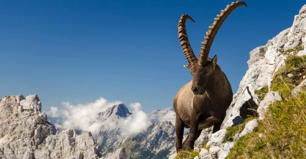 Il re delle montagne - Stambecco delle Alpi (Capra Ibex) nelle Alpi slovene.