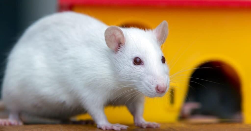 I migliori animali da appartamento