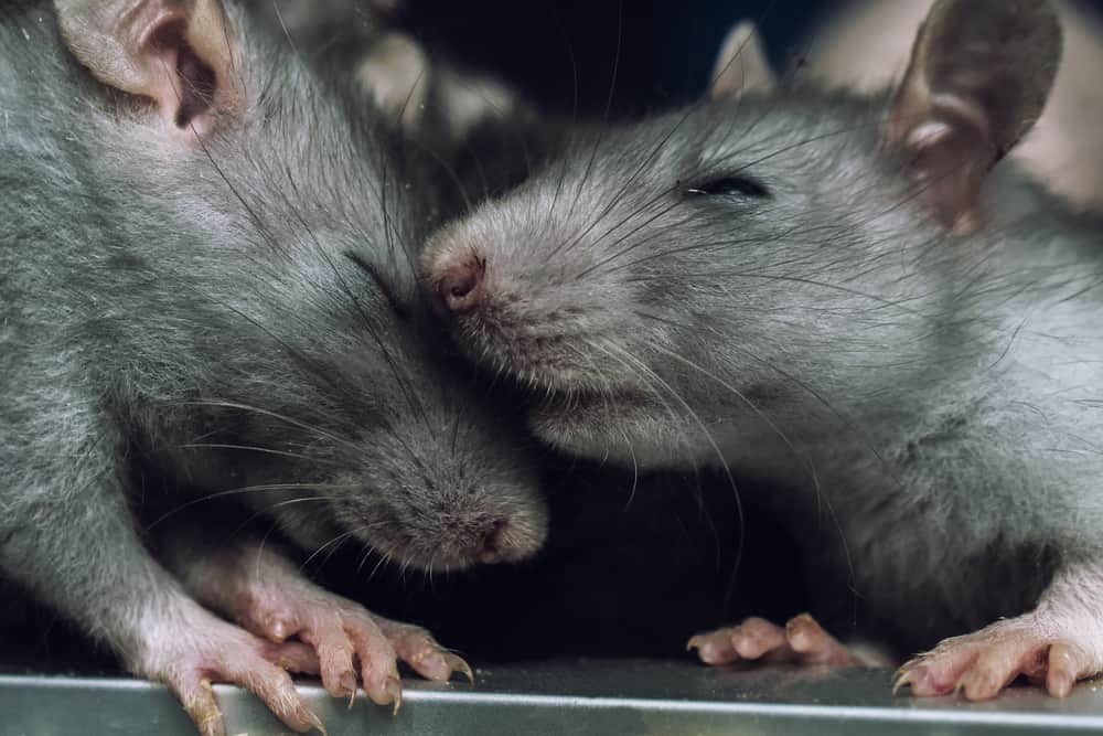 i topi sono buoni animali domestici