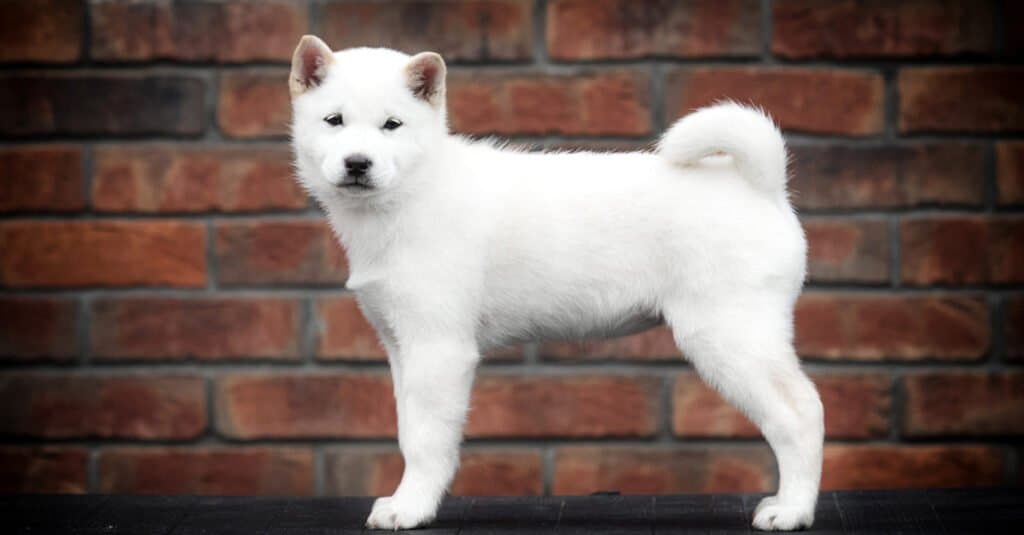 Cucciolo di Hokkaido