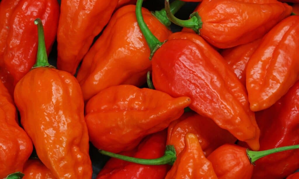 Scotch Bonnet vs Ghost Pepper