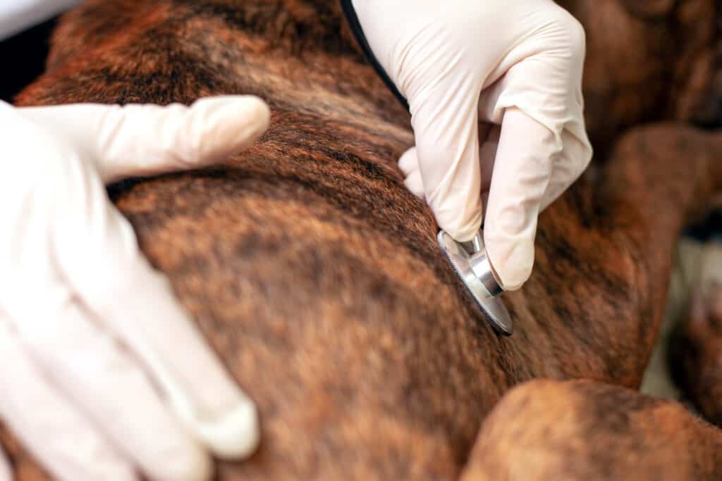cane che ha misurato il battito cardiaco