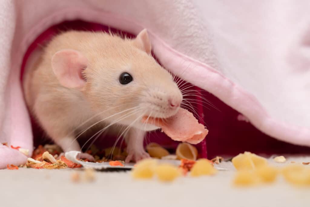 Ratto domestico che tiene un bocconcino in bocca