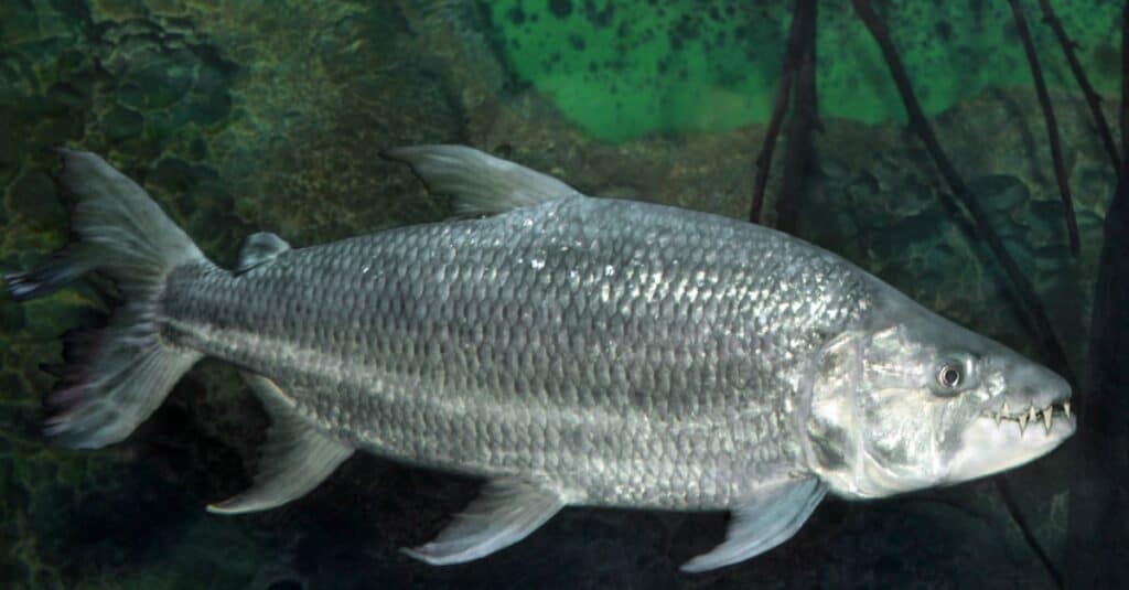 Scopri il pesce mostro del fiume così letale che può mangiare i coccodrilli!