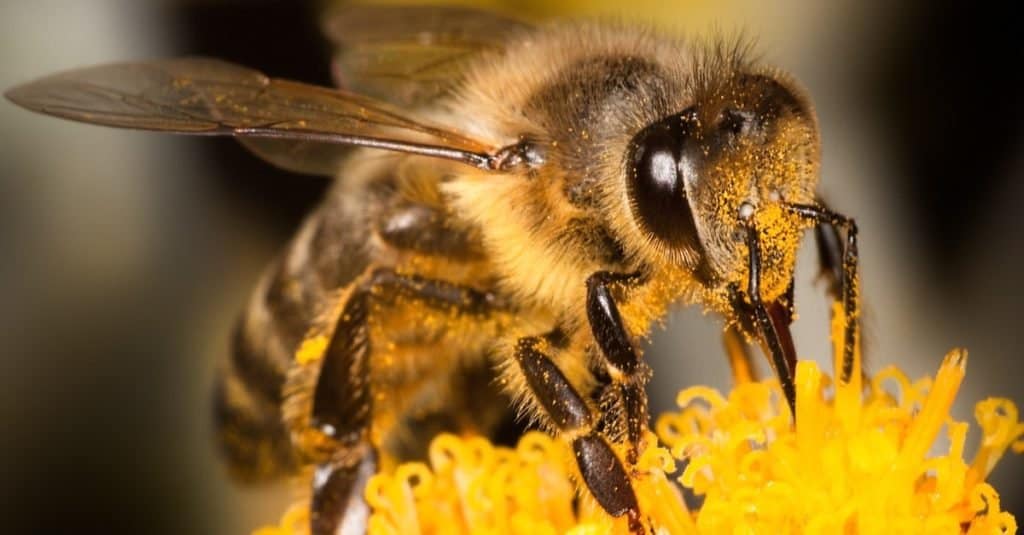 Ape del miele sul fiore giallo