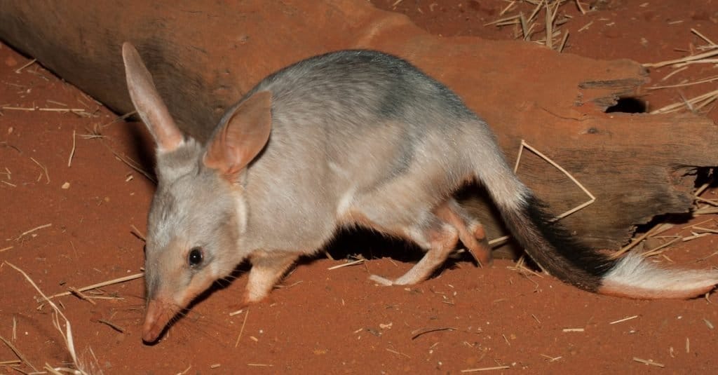Animali che scavano sottoterra: Bilby