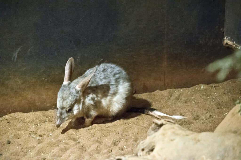Piccolo bilby su terra sabbiosa.