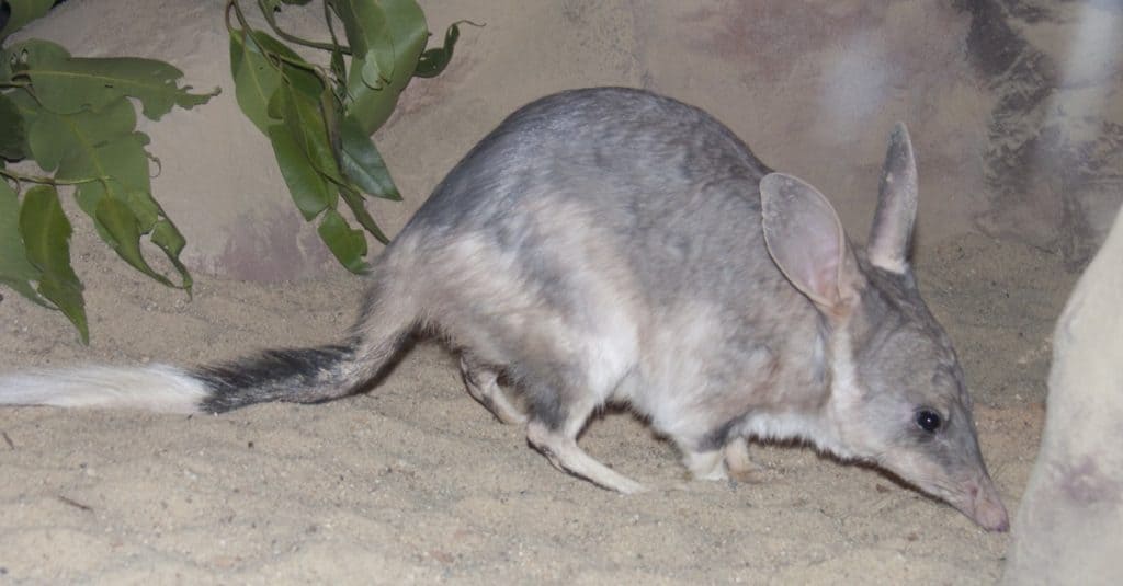 Bilby cerca cibo in un campo.