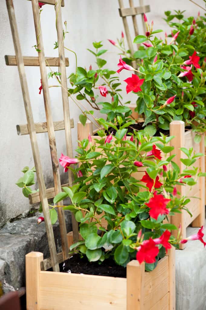 Mandevilla coltivato su traliccio