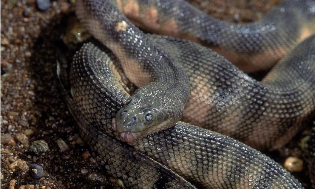 Serpente di mare Hook-Nosed, Enhydrina schistosa, primo piano che mostra i dettagli della testa e le scale.  Ha un naso più lungo che largo e più corto dei lati, con squame più grandi di quelle in altre parti del corpo.